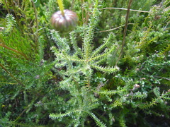 Seriphium cinereum