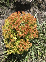 Crassula glomerata