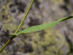 Hieracium cantalicum