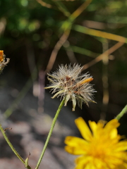 Hieracium cantalicum