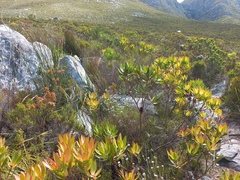 Leucadendron gandogeri