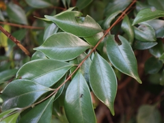 Decaspermum gracilentum