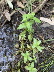 Gratiola pedunculata