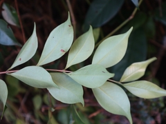 Decaspermum gracilentum