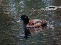 Oxyura australis