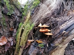 Gymnopilus penetrans