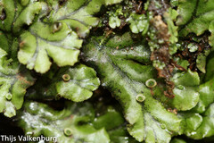 Marchantia polymorpha polymorpha