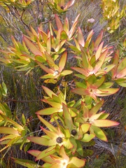 Leucadendron gandogeri
