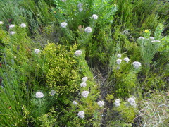 Serruria ascendens