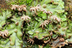 Marchantia polymorpha polymorpha