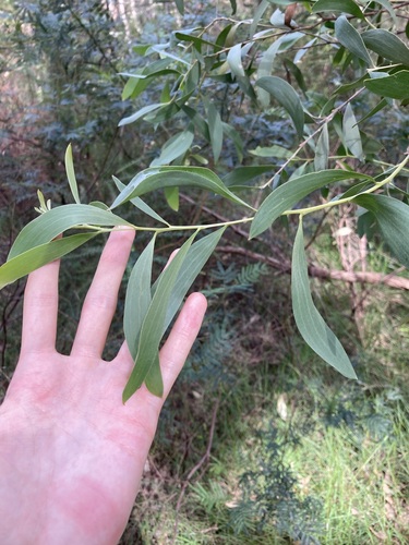 Image of Acacia binervia by (c) Thomas Mesaglio, some rights reserved (CC BY)