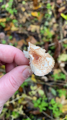 Lepiota cristata