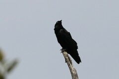 Corvus coronoides