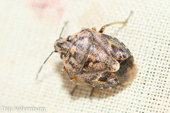 Holcogaster fibulata