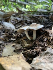 Hebeloma sacchariolens