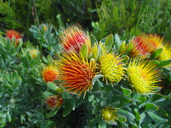 Leucospermum oleifolium