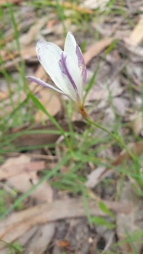 Sparaxis bulbifera