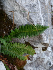 Polystichum lonchitis
