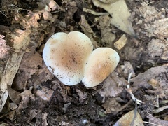 Hebeloma sacchariolens