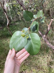 Eucalyptus amplifolia