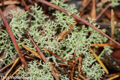 Cladonia subtenuis