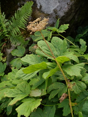 Peucedanum ostruthium