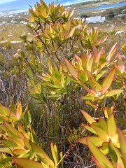 Leucadendron gandogeri