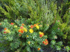 Leucospermum oleifolium