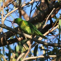 Trichoglossus chlorolepidotus