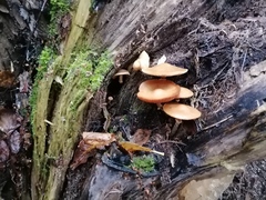 Gymnopilus penetrans