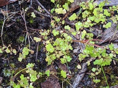 Hydrocotyle callicarpa