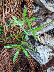 Xanthosia huegelii