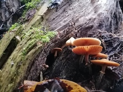 Gymnopilus penetrans