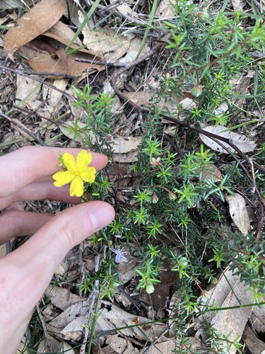 Hibbertia pedunculata, photograph 5