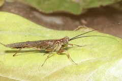 Mantoida