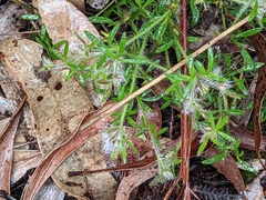 Xanthosia huegelii