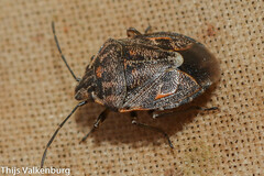 Holcogaster fibulata