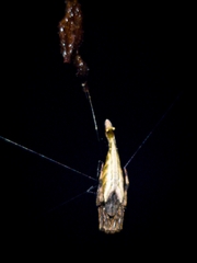 Arachnura