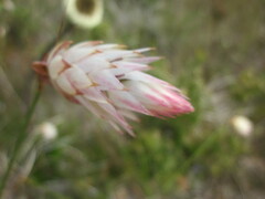 Johnsonia lupulina