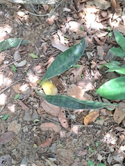 Sansevieria concinna