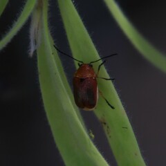 Aporocera