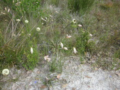 Johnsonia lupulina