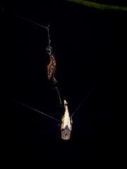 Arachnura
