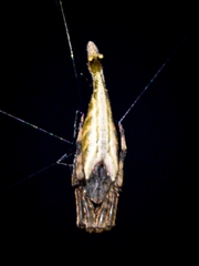 Arachnura