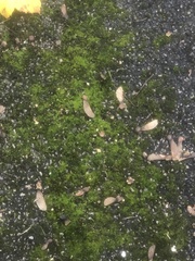 Bryophyta