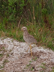 Burhinus capensis