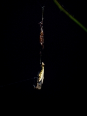 Arachnura