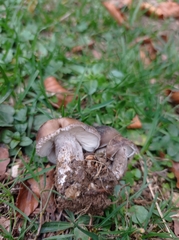 Lactarius turpis