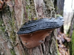 Phellinus nigricans