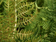 Athyrium distentifolium